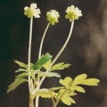 20000500_les-bois_peu-claude_adoxa_moschatellina_01.jpg