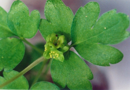 Adoxa moschatellina, Muscatelle