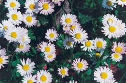 Bellis perennis, Pâquerette vivace