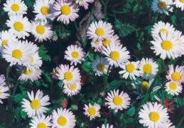 Bellis perennis, Pâquerette vivace