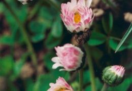 Bellis perennis, Pâquerette vivace