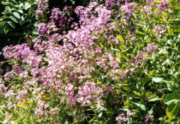 Hesperis matronalis