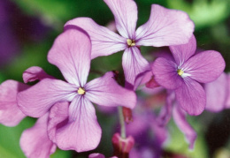 Hesperis matronalis