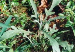 Knautia arvensis, Knautie des champs