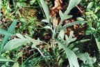 Knautia arvensis, Knautie des champs