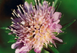 Knautia arvensis, Knautie des champs