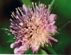Knautia arvensis, Knautie des champs