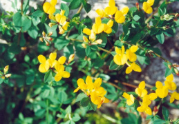 Lotus corniculatus, Lotier corniculé