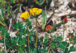 Lotus corniculatus, Lotier corniculé