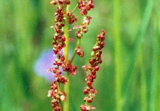 Rumex acetosa