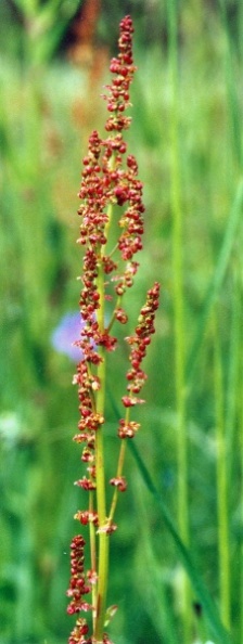20000500_les-bois_peu-claude_rumex_acetosa_01.jpg