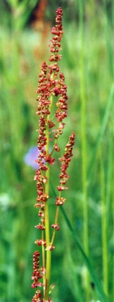 20000500_les-bois_peu-claude_rumex_acetosa_01.jpg