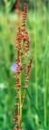Rumex acetosa