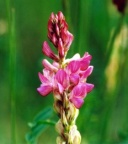Onobrychis viciifolia, Esparcette à feuilles de vesce
