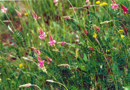 Onobrychis viciifolia, Esparcette à feuilles de vesce