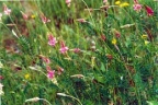 Onobrychis viciifolia, Esparcette à feuilles de vesce