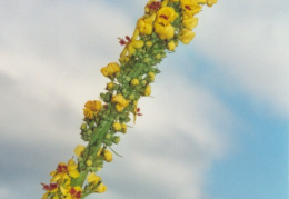 Verbascum nigrum, Molène noire