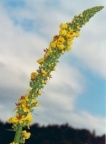 Verbascum nigrum, Molène noire