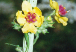 Verbascum nigrum, Molène noire