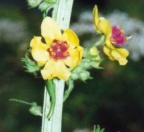 Verbascum nigrum, Molène noire