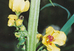 Verbascum nigrum, Molène noire