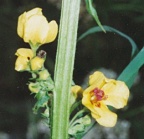 Verbascum nigrum, Molène noire