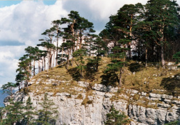 Pinus sylvestris