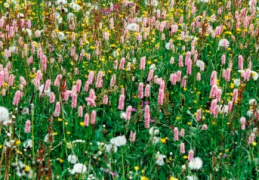 Polygonum bistorta