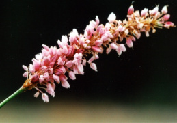 Polygonum bistorta