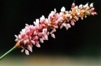 Polygonum bistorta