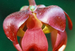 Sarracenia purpurea