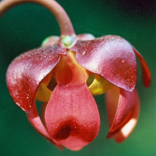 20000505_les-genevez_les-embreux_sarracenia_purpurea_01.jpg