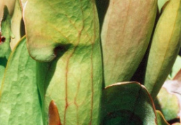 Sarracenia purpurea