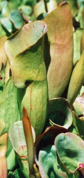 20000505_les-genevez_les-embreux_sarracenia_purpurea_02.jpg