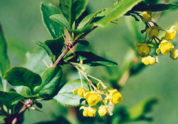 Berberis vulgaris, Épine-vinette