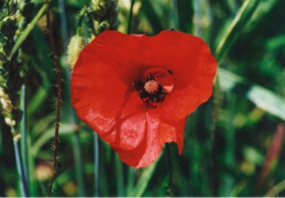 Papaver rhoeas, Coquelicot