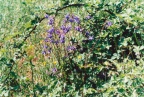 Aquilegia vulgaris, Ancolie commune