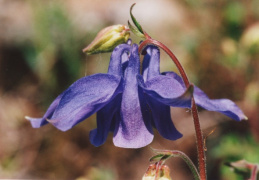 Aquilegia vulgaris, Ancolie commune