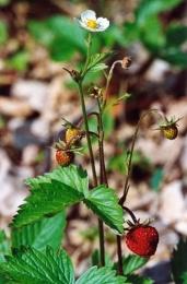 Fragaria vesca