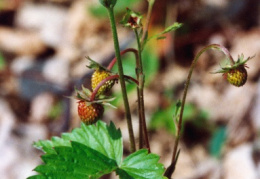 Fragaria vesca