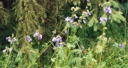 Polemonium caeruleum, Polémoine bleue