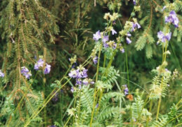 Polemonium caeruleum, Polémoine bleue