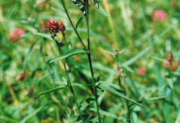 Centaurea jacea, Centaurée jacée