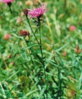 Centaurea jacea, Centaurée jacée