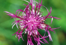 Centaurea jacea, Centaurée jacée
