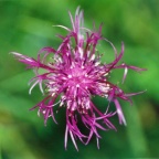 Centaurea jacea, Centaurée jacée