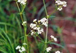 Galium pumilum, Gaillet nain