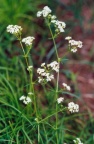 Galium pumilum, Gaillet nain