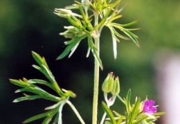 Geranium dissectum, Géranium découpé