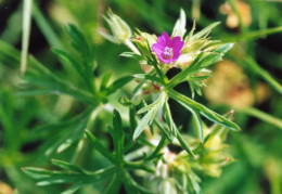 Geranium dissectum, Géranium découpé